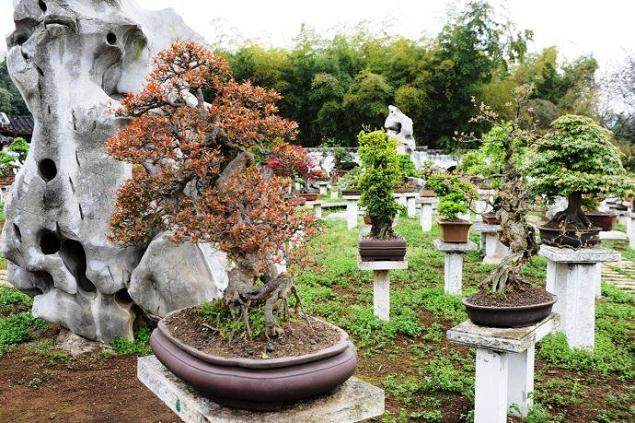 如何给盆景施肥？喂食对盆景至关重要