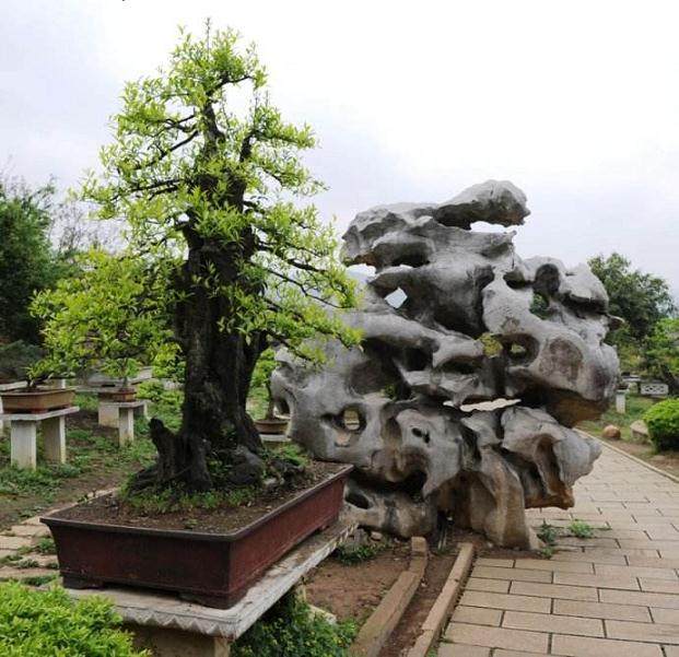 盆景翻盆--如何更换你的树？