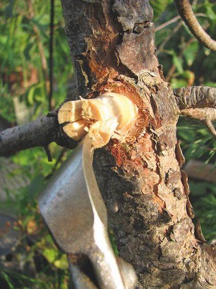 盆景修剪后如何让伤口更快愈合?