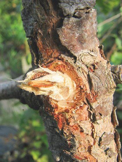 盆景修剪后如何让伤口更快愈合?