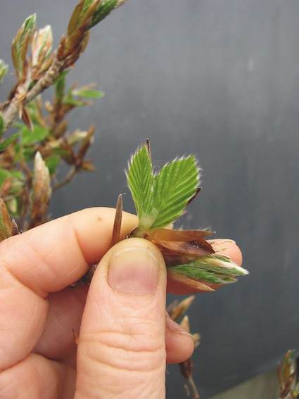 在春季在盆景的发芽修剪养护方法