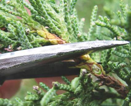 在春季在盆景的发芽修剪养护方法