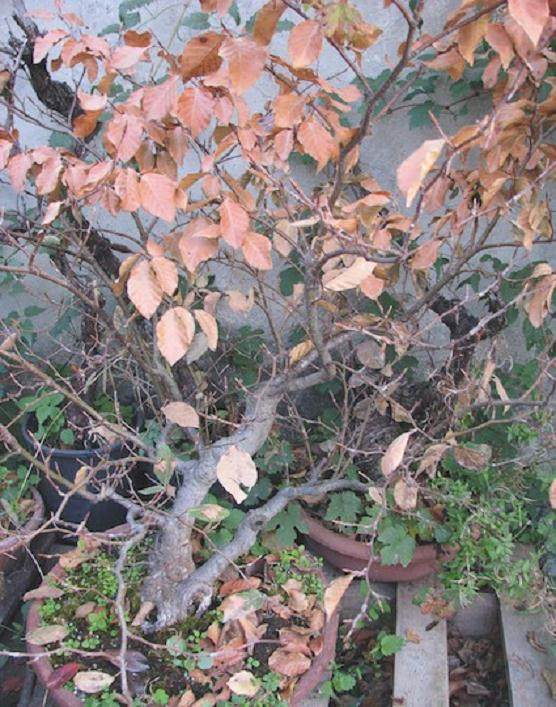 在夏季在盆景的发芽修剪养护