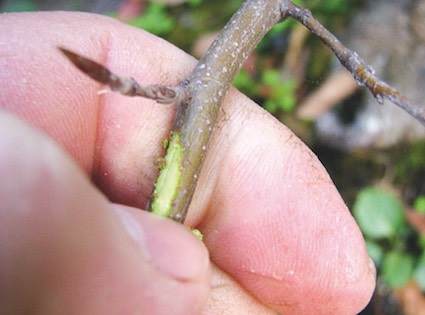 在夏季在盆景的发芽修剪养护