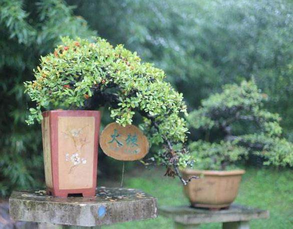 如何选择一个适合你的盆景盆子?