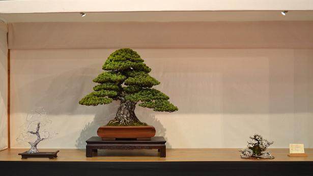 哪里可以买到盆景盆子?