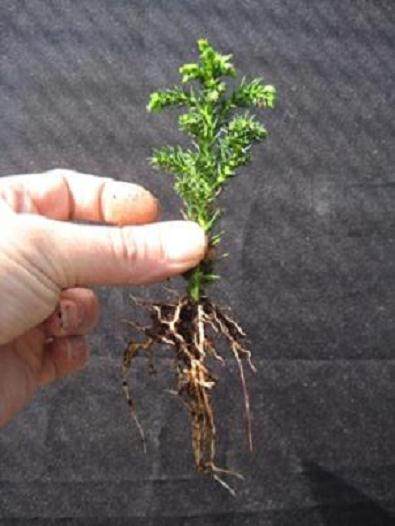 图解 15年时间 从扦插到成长盆景