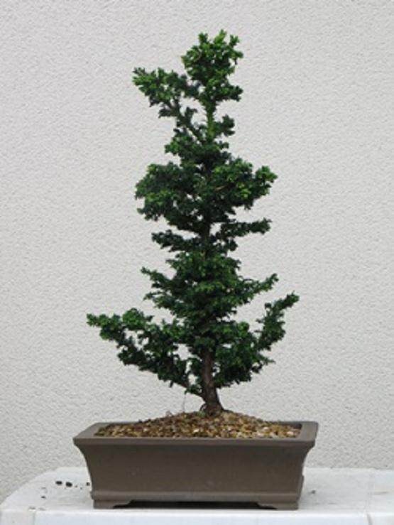 图解 15年时间 从扦插到成长盆景