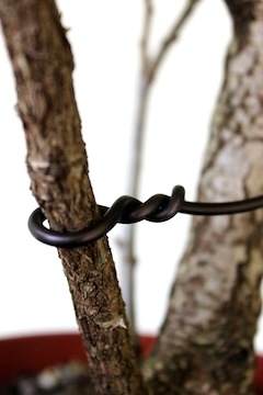 图解 怎么高压培养盆景树的方法