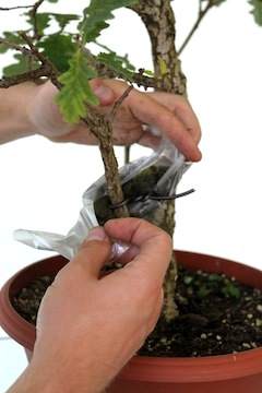 图解 怎么高压培养盆景树的方法