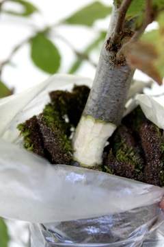 图解 怎么高压培养盆景树的方法