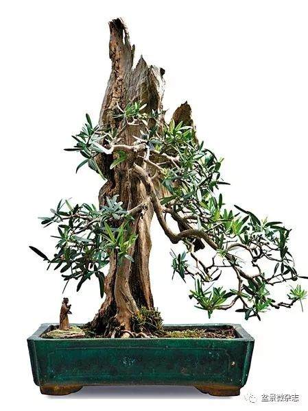 香港蔡永昌解构盆景的艺术价值