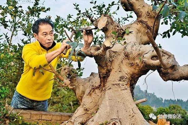 香港蔡永昌解构盆景的艺术价值