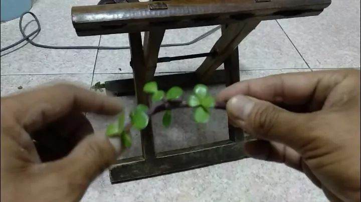 图解 手把手教你制作金枝玉叶盆景