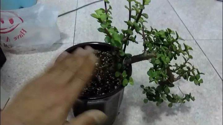 图解 手把手教你制作金枝玉叶盆景