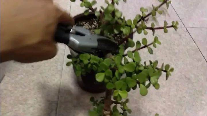 图解 手把手教你制作金枝玉叶盆景