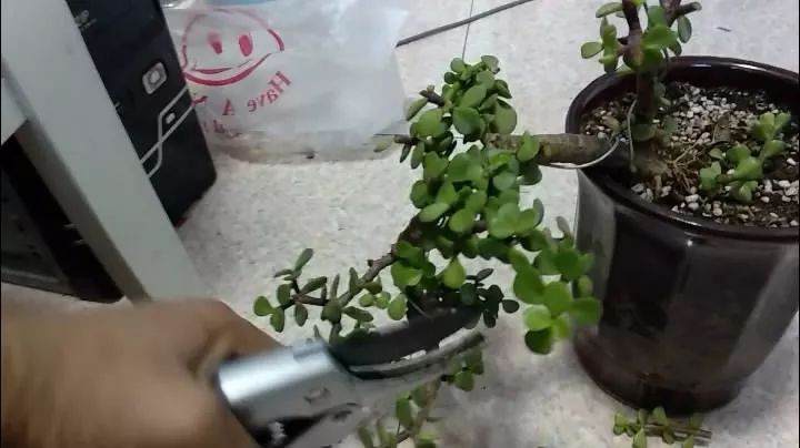 图解 手把手教你制作金枝玉叶盆景