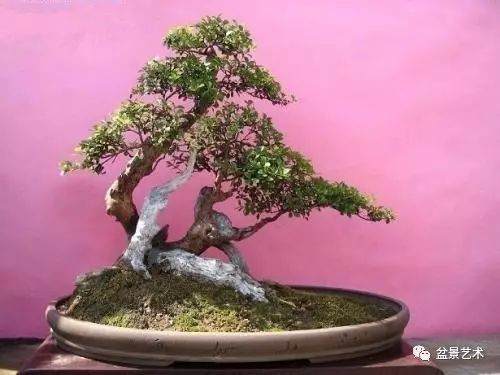 赤楠盆景的养护要点