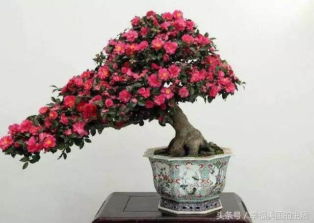 告诉你茶花盆景的施肥技巧