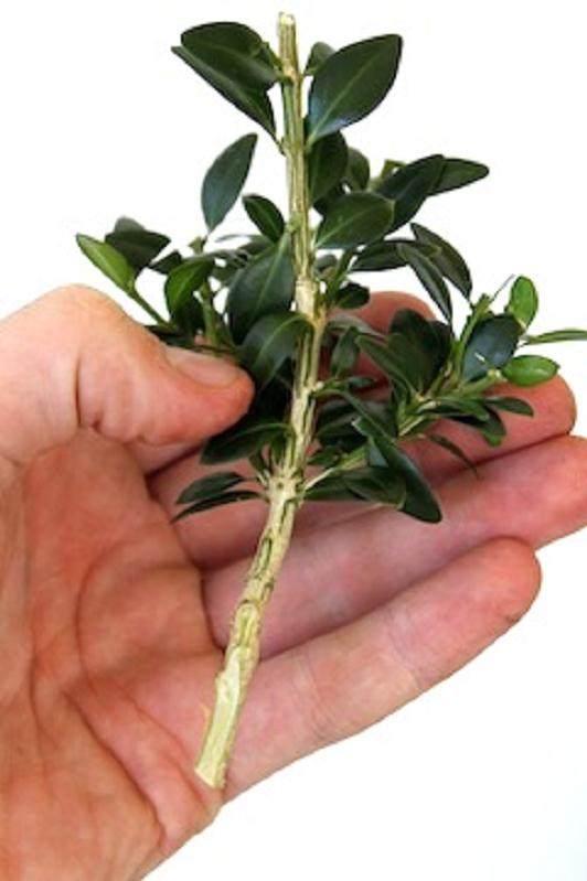 图解 老外讲如何嫁接盆景树的方法