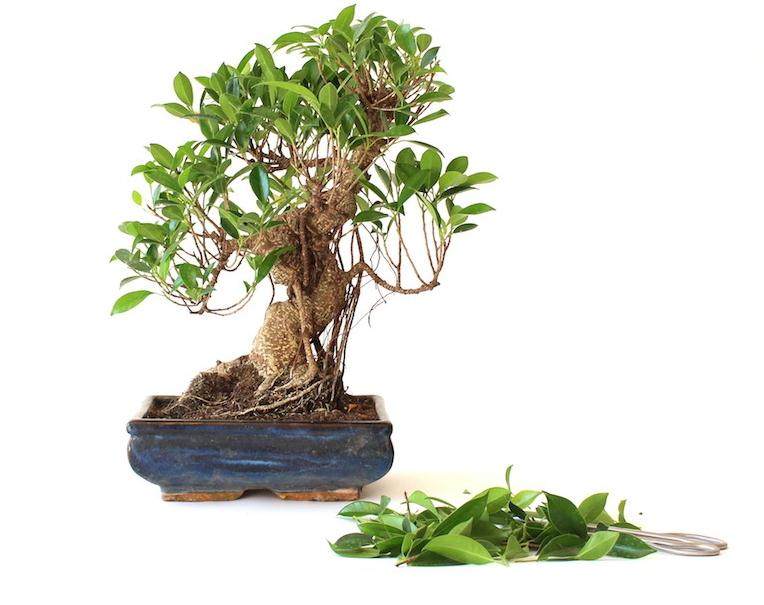 图解 如何一步一步地修剪盆景树的方法