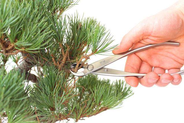 图解 如何一步一步地修剪盆景树的方法