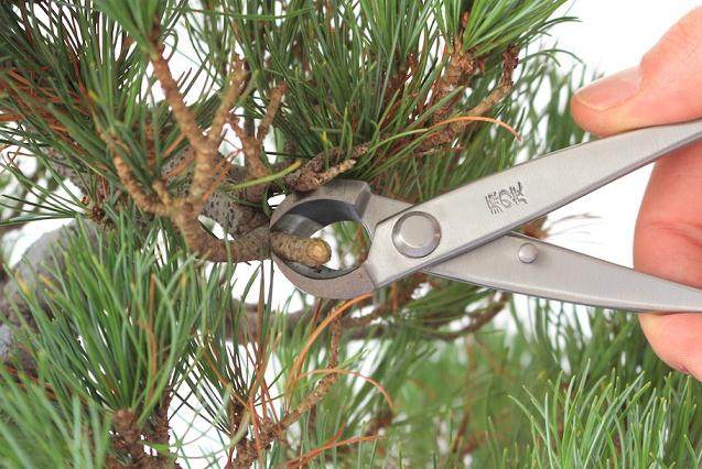 图解 如何一步一步地修剪盆景树的方法