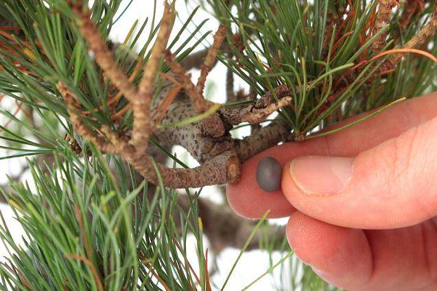 图解 如何一步一步地修剪盆景树的方法