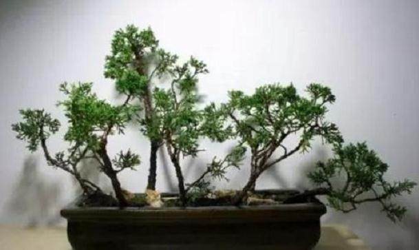 丛林式盆景的造型布局