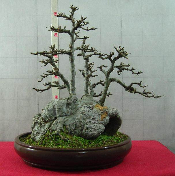 丛林式盆景的造型布局