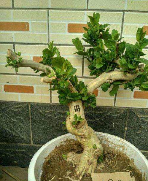 金银花盆景的扦插材料