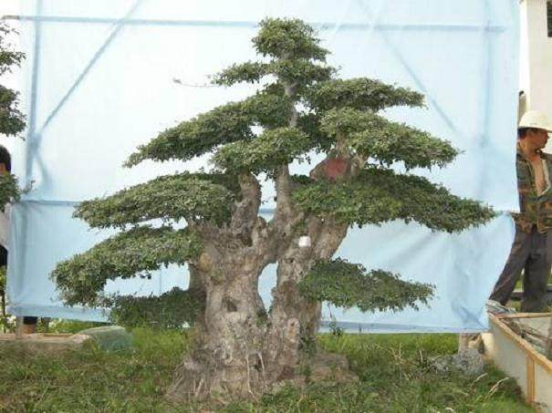 传统古桩盆景的采挖与人工育桩