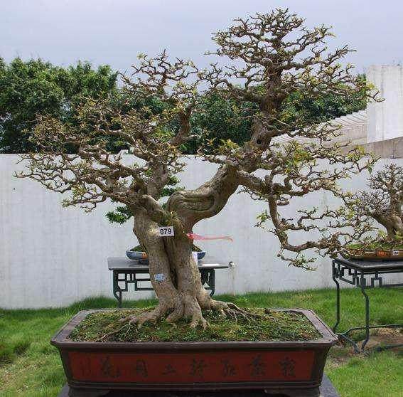 盆景艺术欣赏的命名方式