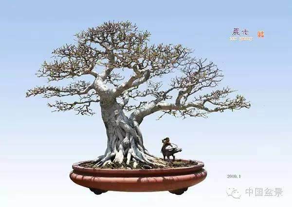 抱盆式悬崖桩盆景的造型过程