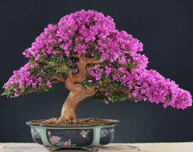 三角梅盆景的为何不开花?