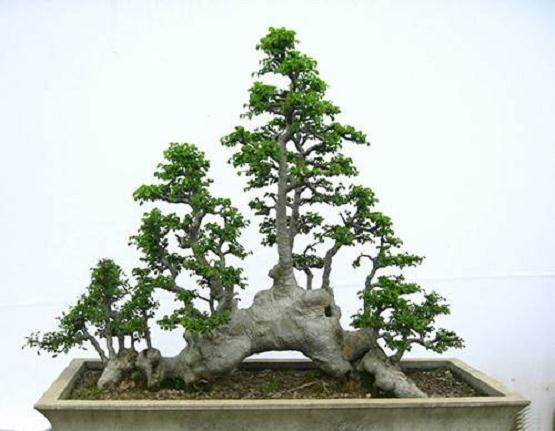 对“自然式”盆景的理解