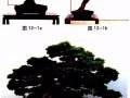图解 盆景中枝怎么艺术处理的方法