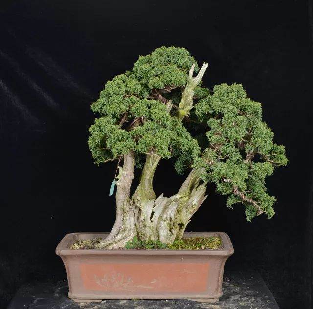 当下盆景产业化现状的点滴分析