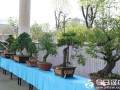 汉中首届天汉杯盆景赏石展引30多万人围观