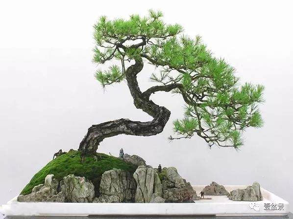 黑松盆景到底怎么养？