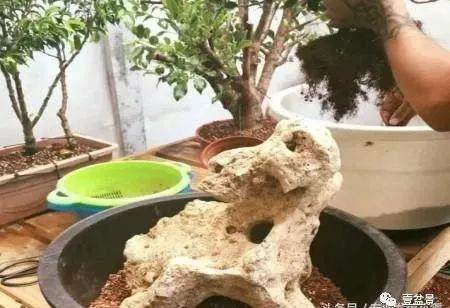 图解 附石盆景怎么制作的过程