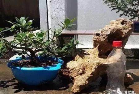  今天将要展示的是附石盆景的制作过程