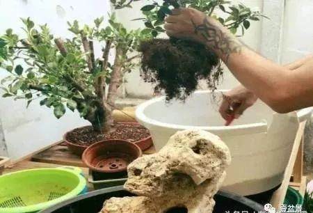 图解 附石盆景怎么制作的过程