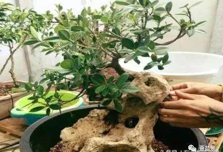 图解 附石盆景怎么制作的过程