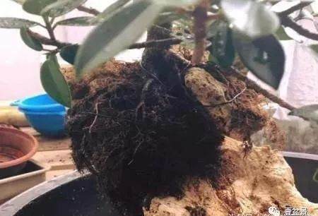 图解 附石盆景怎么制作的过程