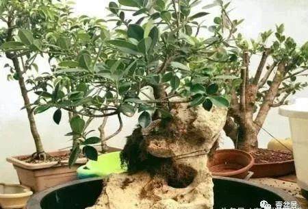 图解 附石盆景怎么制作的过程