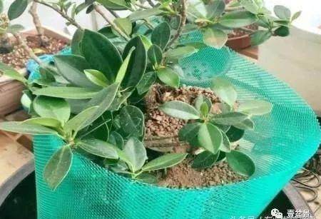 图解 附石盆景怎么制作的过程