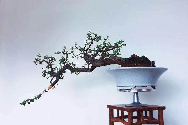 走中国盆景文化之路：扛起盆景人的责任！