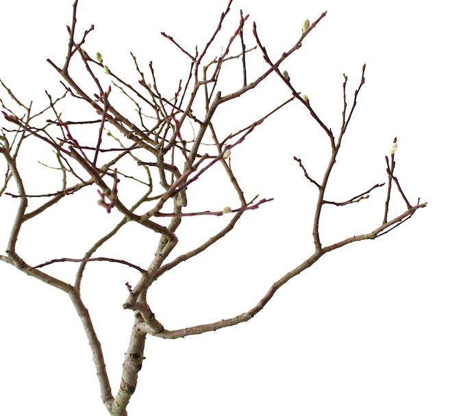 看我如何用电线来蟠扎盆景的12个步骤