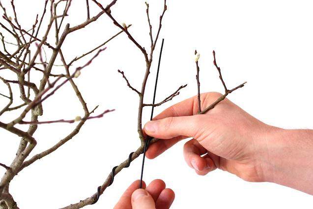 看我如何用电线来蟠扎盆景的12个步骤